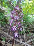 Orchis purpurea
